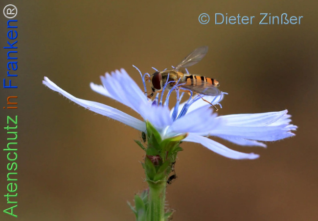 Bild zum Eintrag (1141755-160)