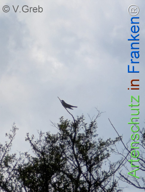 Bild zum Eintrag (1141810-160)