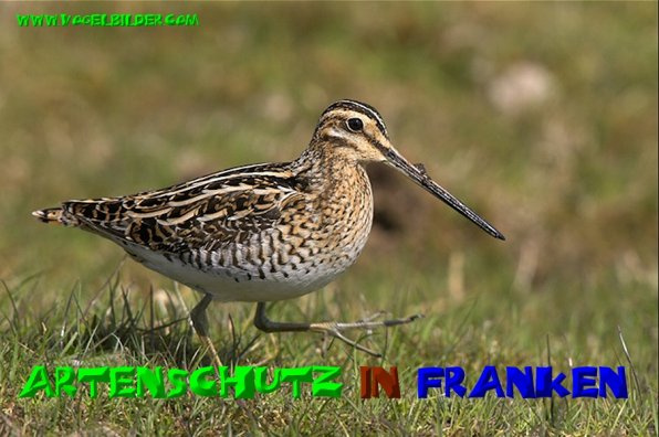 Bild zum Eintrag (1141816-160)