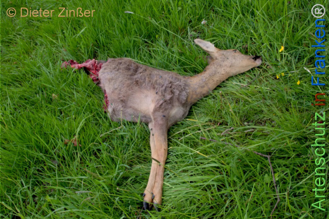 Bild zum Eintrag (1142003-160)