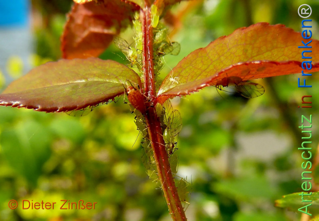 Bild zum Eintrag (1142030-160)