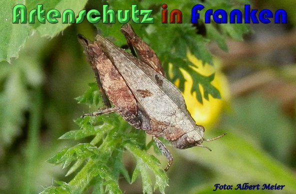Bild zum Eintrag (1142038-160)