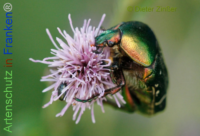 Bild zum Eintrag (1142043-160)