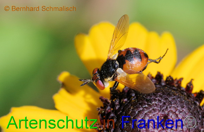 Bild zum Eintrag (1142052-160)
