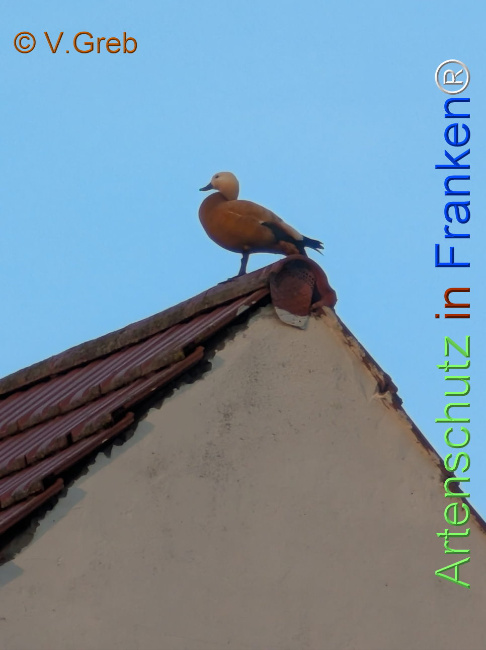 Bild zum Eintrag (1142105-160)