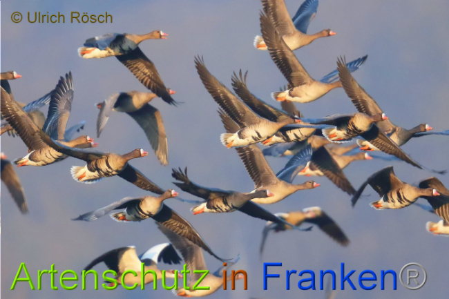 Bild zum Eintrag (1142148-160)