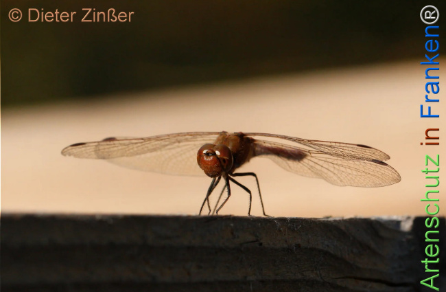 Bild zum Eintrag (1142344-160)