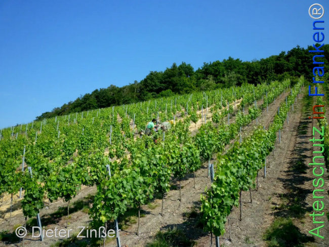 Bild zum Eintrag (1142608-160)
