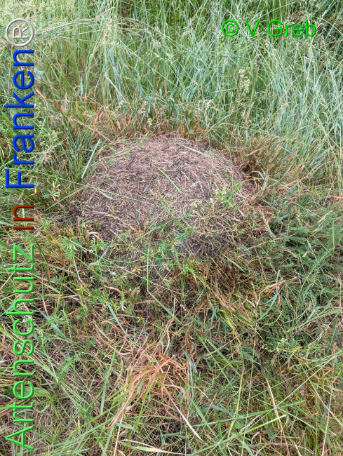 Bild zum Eintrag (1142678-160)