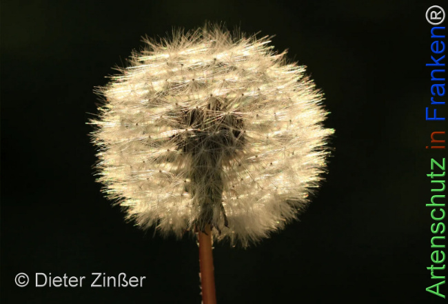 Bild zum Eintrag (1142703-160)