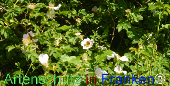 Bild zum Eintrag (1142790-160)