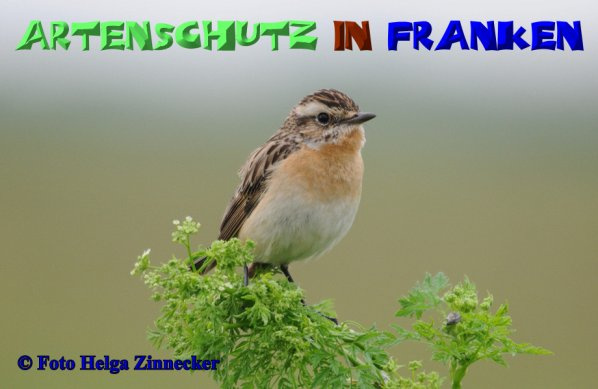 Bild zum Eintrag (1142891-160)