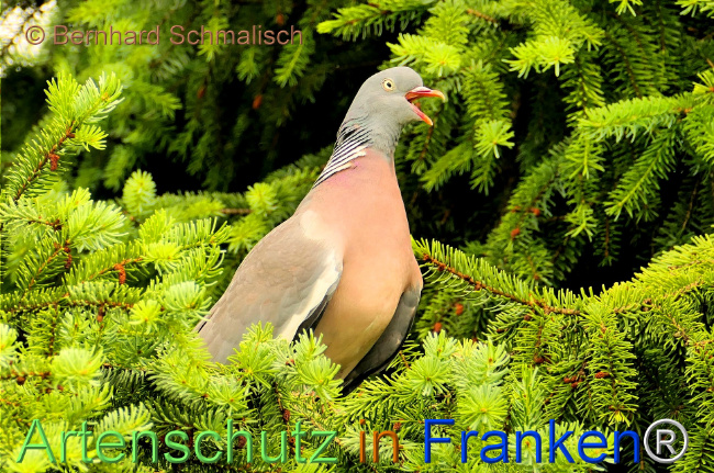 Bild zum Eintrag (1143017-160)