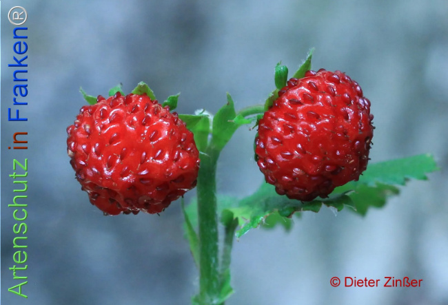 Bild zum Eintrag (1143056-160)