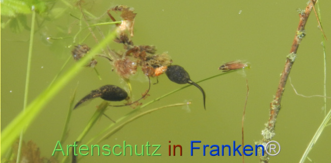 Bild zum Eintrag (1143078-160)