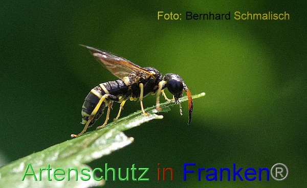 Bild zum Eintrag (1143082-160)