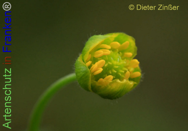 Bild zum Eintrag (1143302-160)