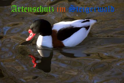 Bild zum Eintrag (1143325-160)