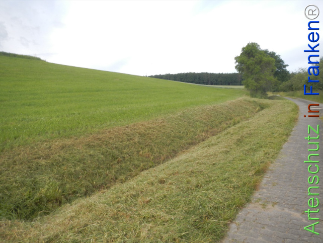 Bild zum Eintrag (1143362-160)