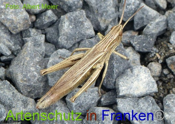 Bild zum Eintrag (1143419-160)
