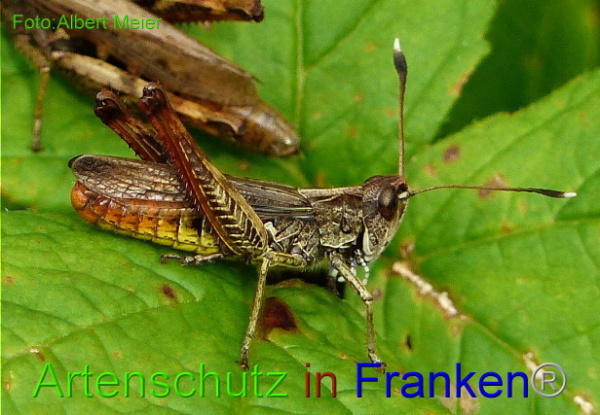 Bild zum Eintrag (1143447-160)