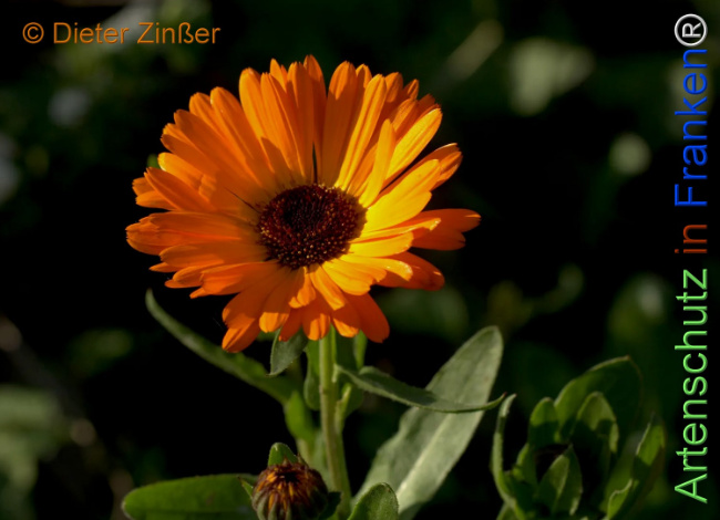 Bild zum Eintrag (1143466-160)
