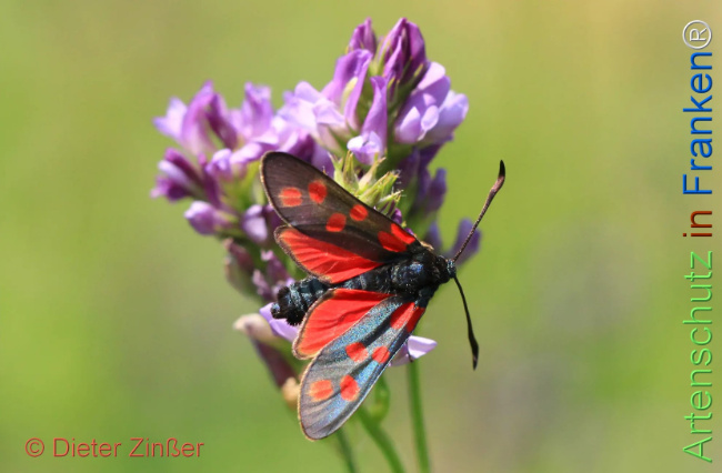 Bild zum Eintrag (1143621-160)