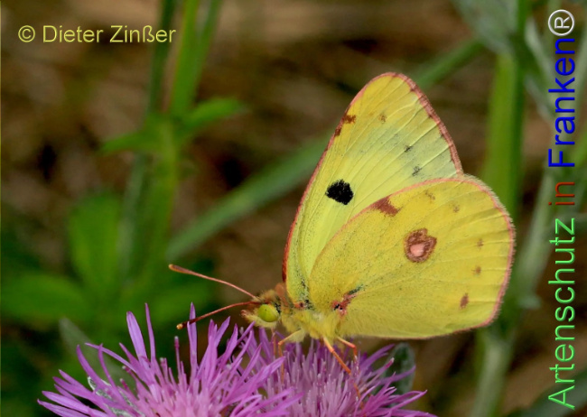 Bild zum Eintrag (1143682-160)