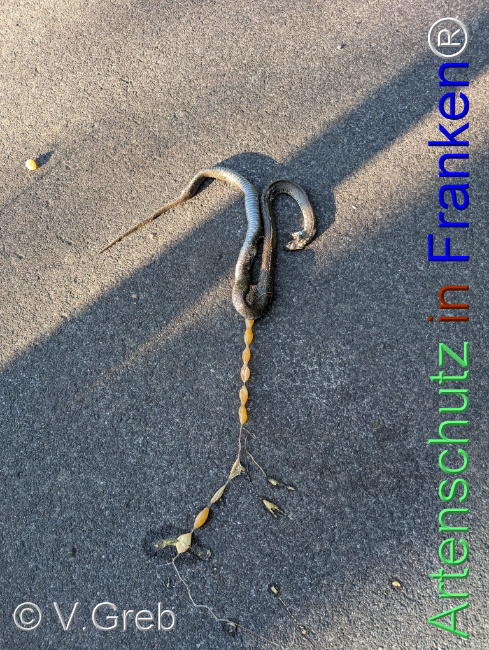 Bild zum Eintrag (1143756-160)