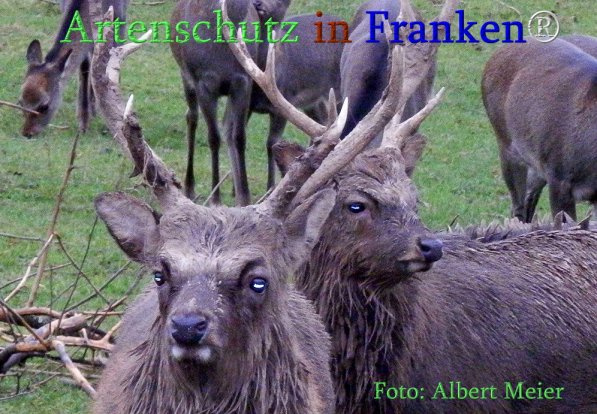 Bild zum Eintrag (1143762-160)