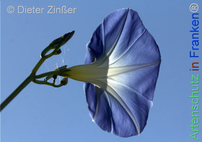 Bild zum Eintrag (1143818-160)