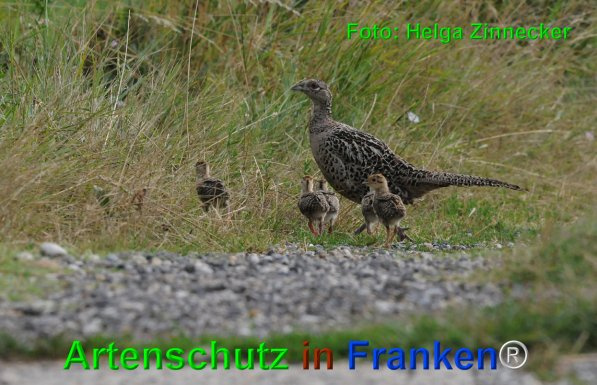 Bild zum Eintrag (1143868-160)