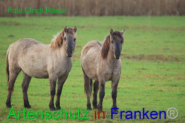 Bild zum Eintrag (1143897-160)
