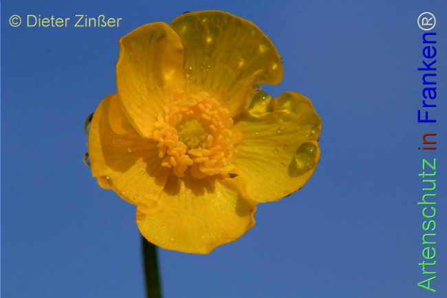 Bild zum Eintrag (1143931-160)
