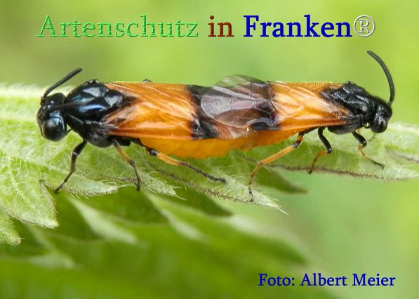 Bild zum Eintrag (1143938-160)