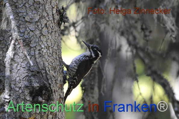 Bild zum Eintrag (1143963-160)