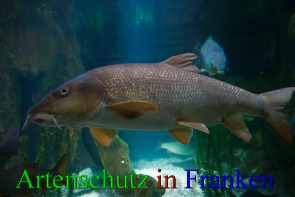 Bild zum Eintrag (1143994-160)
