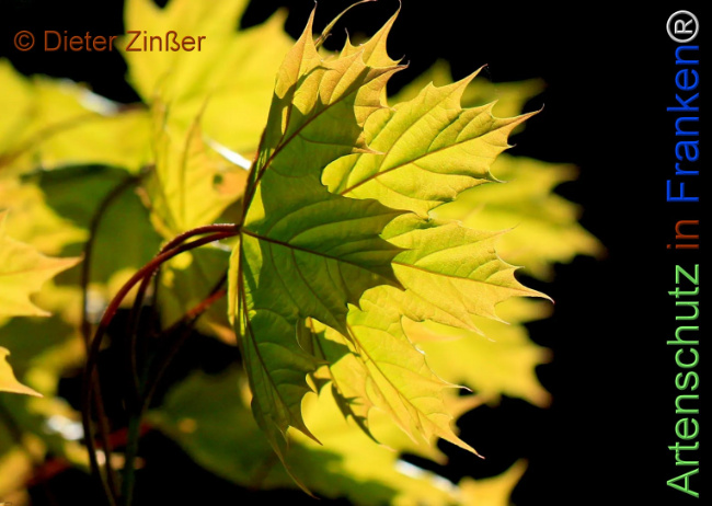 Bild zum Eintrag (1144108-160)