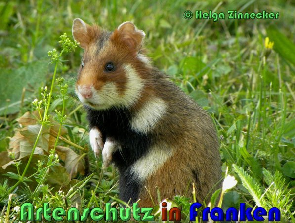 Bild zum Eintrag (1144146-160)