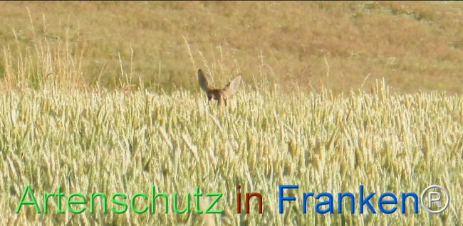 Bild zum Eintrag (1144418-160)