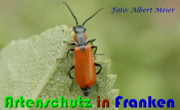 Bild zum Eintrag (1144535-160)