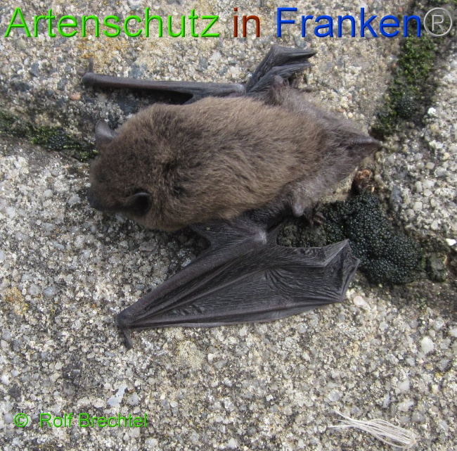 Bild zum Eintrag (1144564-160)
