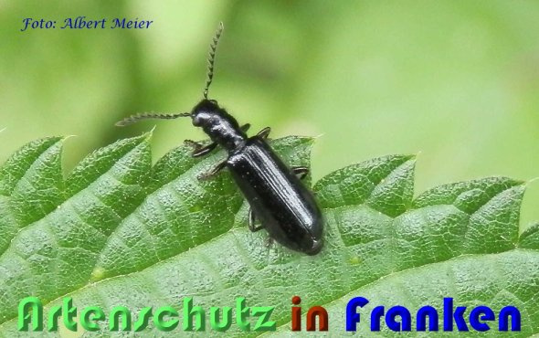 Bild zum Eintrag (1144644-160)