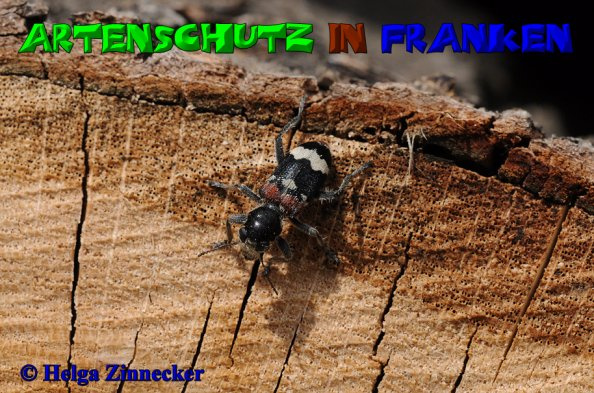 Bild zum Eintrag (1144647-160)