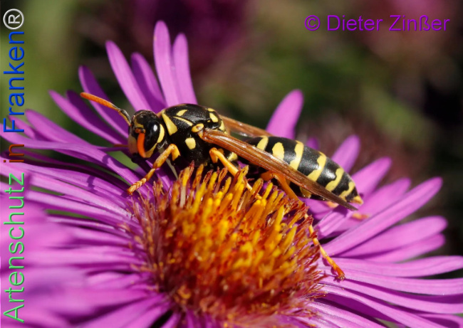 Bild zum Eintrag (1145613-160)