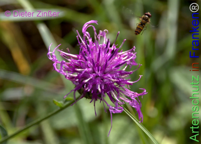 Bild zum Eintrag (1145621-160)
