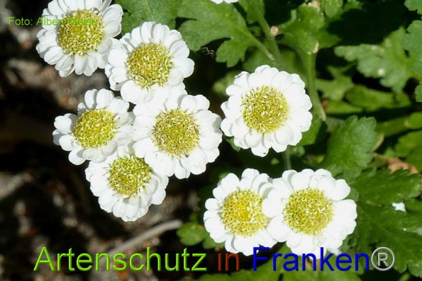Bild zum Eintrag (1145743-160)