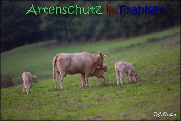Bild zum Eintrag (1145806-160)