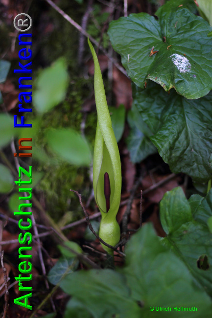 Bild zum Eintrag (1145902-160)