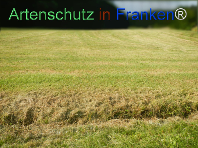 Bild zum Eintrag (1146133-160)